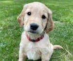 Puppy Coats Golden Retriever