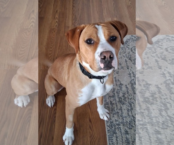 Medium Photo #7 Boxer-Unknown Mix Puppy For Sale in Burnsville, MN, USA