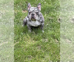 Small Photo #1 French Bulldog Puppy For Sale in PORTSMOUTH, VA, USA