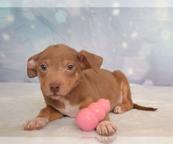 Medium Photo #1 Chihuahua-Unknown Mix Puppy For Sale in Oroville, CA, USA