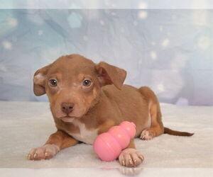 Chihuahua-Unknown Mix Dogs for adoption in Oroville, CA, USA