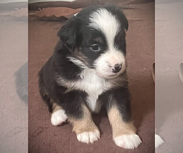 Medium Photo #2 Miniature Australian Shepherd Puppy For Sale in MONTICELLO, SC, USA