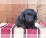 Puppy 1 Miniature Pinscher-Poodle (Toy) Mix