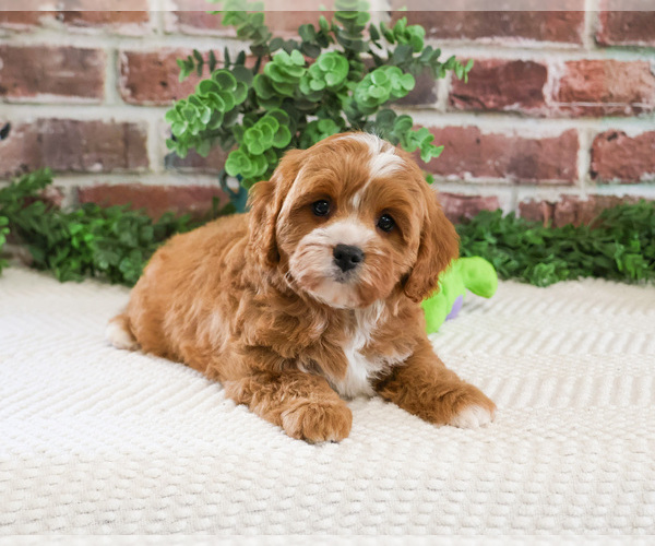 Medium Photo #3 Cavapoo (Miniature) Puppy For Sale in SYRACUSE, IN, USA