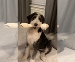 Small Photo #2 Bernedoodle Puppy For Sale in SAN ANTONIO, TX, USA