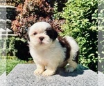 Puppy 4 Shih Tzu