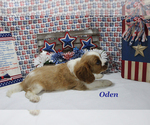 Small #9 Cavalier King Charles Spaniel