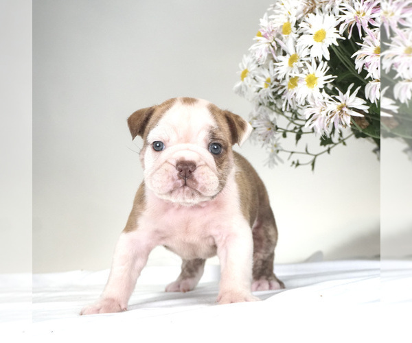 Medium Photo #3 English Bulldog Puppy For Sale in BRISTOL, IN, USA