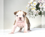 Small Photo #3 English Bulldog Puppy For Sale in BRISTOL, IN, USA