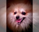 Small Photo #1 Pomeranian Puppy For Sale in BATESBURG-LEESVILLE, SC, USA
