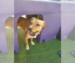 Small #7 Chihuahua-Labrador Retriever Mix