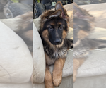 Small #10 German Shepherd Dog