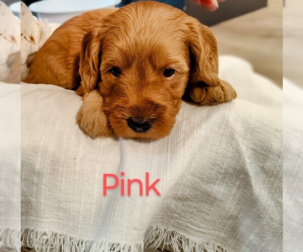 Medium Photo #1 Goldendoodle (Miniature) Puppy For Sale in GLENN, CA, USA