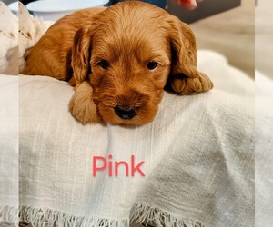 Medium Goldendoodle (Miniature)