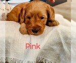 Puppy 1 Goldendoodle (Miniature)