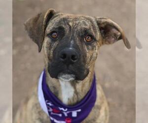 Plott Hound Dogs for adoption in San Antonio, TX, USA