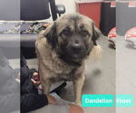 Small #1 Anatolian Shepherd