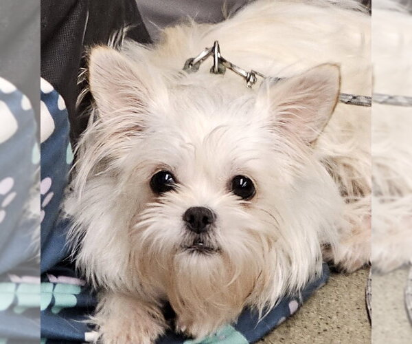 Medium Photo #1 ShiChi Puppy For Sale in Olalla, WA, USA