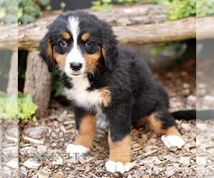 Bernese Mountain Dog Puppy for sale in CHRISTIANA, PA, USA
