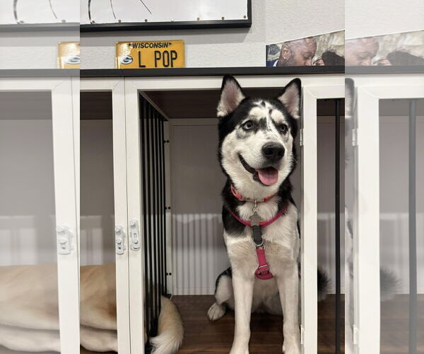 Medium Photo #4 Siberian Husky Puppy For Sale in Carrollton, TX, USA
