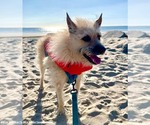 Small #1 Mutt