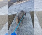 Small Photo #8 German Shepherd Dog-Greyhound Mix Puppy For Sale in Atlanta, GA, USA