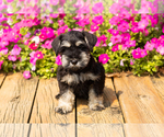 Small #1 Schnauzer (Miniature)