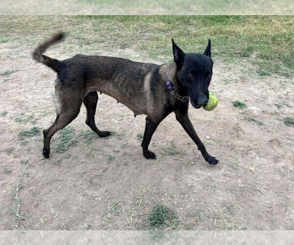 Medium Photo #7 Mutt Puppy For Sale in Imlay City, MI, USA