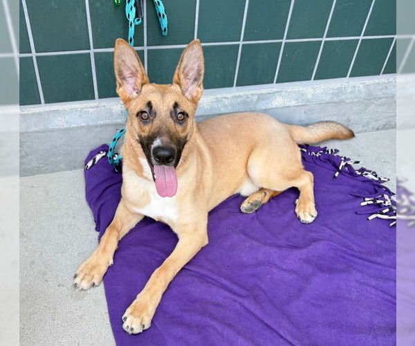 Medium Photo #1 German Shepherd Dog Puppy For Sale in Rancho Cucamonga, CA, USA