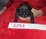 Puppy 3 Pug