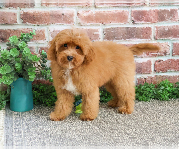 Medium Photo #9 Cavapoo (Miniature) Puppy For Sale in SYRACUSE, IN, USA