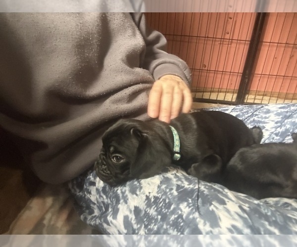 Medium Photo #21 Frenchie Pug Puppy For Sale in BLOOMINGTON, IL, USA