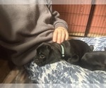 Small Photo #21 Frenchie Pug Puppy For Sale in BLOOMINGTON, IL, USA