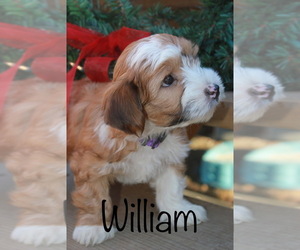 Yo-Chon Puppy for sale in CAPON BRIDGE, WV, USA
