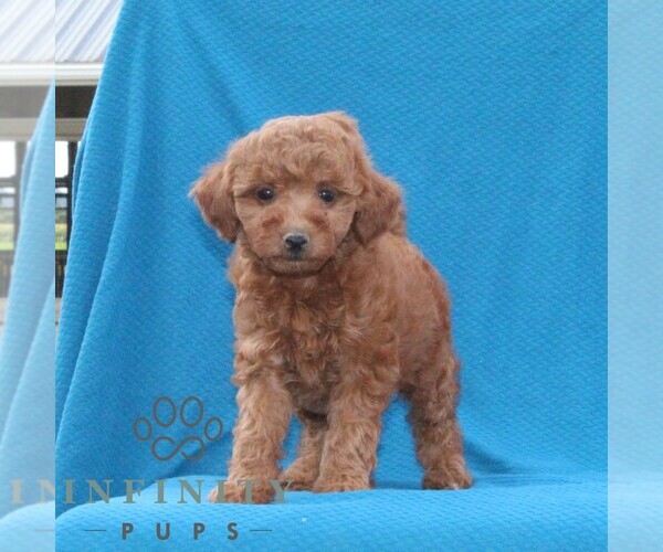 Medium Photo #2 Goldendoodle (Miniature) Puppy For Sale in AIRVILLE, PA, USA