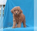 Small #1 Goldendoodle (Miniature)