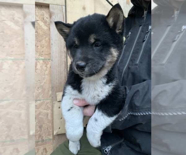 Medium Photo #3 Shiba Inu Puppy For Sale in LIBBY, MT, USA