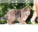 Small #3 Bernedoodle (Miniature) (+ Poodle Miniature)