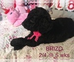 Small Photo #4 Poodle (Standard) Puppy For Sale in ARAB, AL, USA