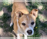 Small #6 Mutt