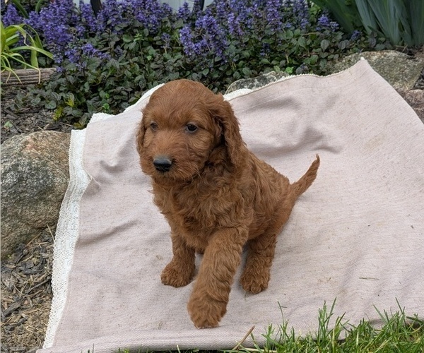 Medium Photo #57 Irish Doodle Puppy For Sale in GOSHEN, IN, USA