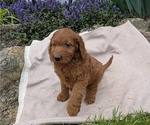 Small Photo #57 Irish Doodle Puppy For Sale in GOSHEN, IN, USA