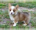 Small Photo #1 Pembroke Welsh Corgi Puppy For Sale in CLARK, MO, USA