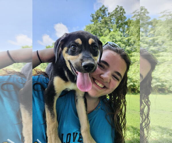 Medium Photo #2 Labrador Retriever-Unknown Mix Puppy For Sale in Thomasville, NC, USA