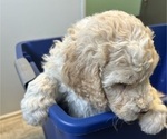 Small #1 Saint Berdoodle