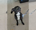 Small #8 American Pit Bull Terrier-Labrador Retriever Mix