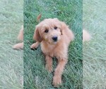 Small Photo #15 Goldendoodle (Miniature) Puppy For Sale in SYRACUSE, IN, USA