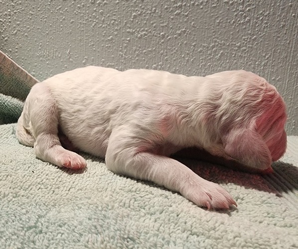 Medium Photo #2 Poodle (Standard) Puppy For Sale in CLAYTON, WA, USA