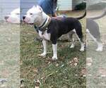 Small Photo #1 American Bully Puppy For Sale in DICKSON, TN, USA