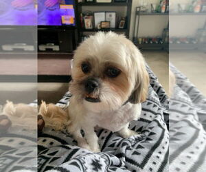 Shih Tzu Dogs for adoption in Wheaton, IL, USA